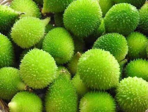 Kakrol(কাকরোল)