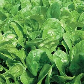 Plant Vegetables