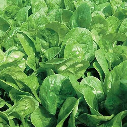 Plant Vegetables