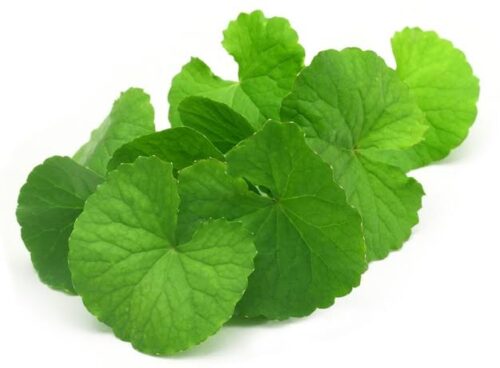 Centella(থানকুনি পাতা)