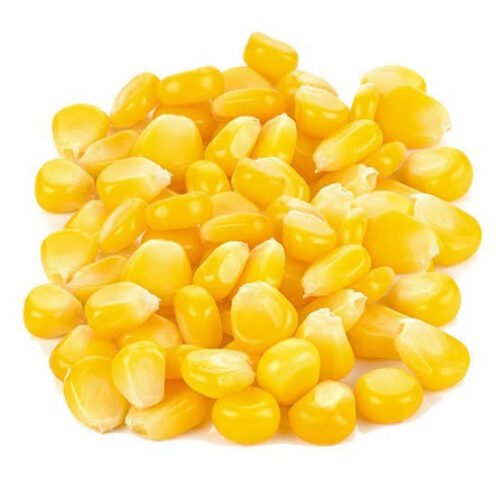 Sweet corn(মিষ্টি ভুট্টা)