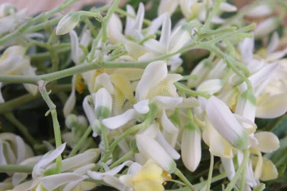 Drumstick flowers