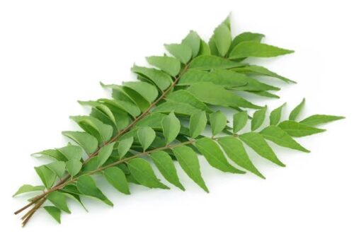 Kandi patta(কারি পাতা)