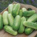 Sweet Cucumber/matho sosha