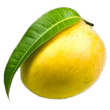 Himsagor aam