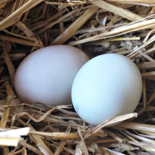 duck egg( হাঁসের ডিম)