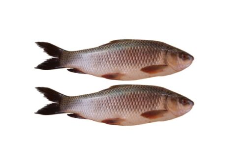Chara pona fish(চারা পোনা)
