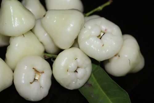 Water apple(জামরুল)