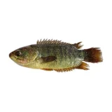 Deshi local koi fish(কৈ মাছ)