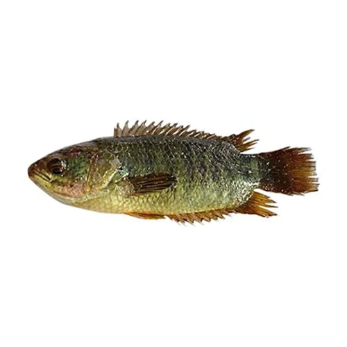 Deshi local koi fish(কৈ মাছ)
