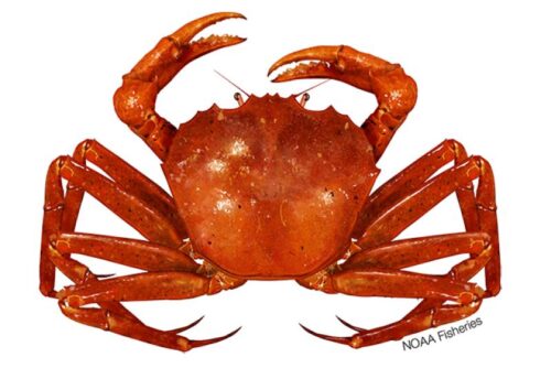 Live sea crab(কাঁকড়া)