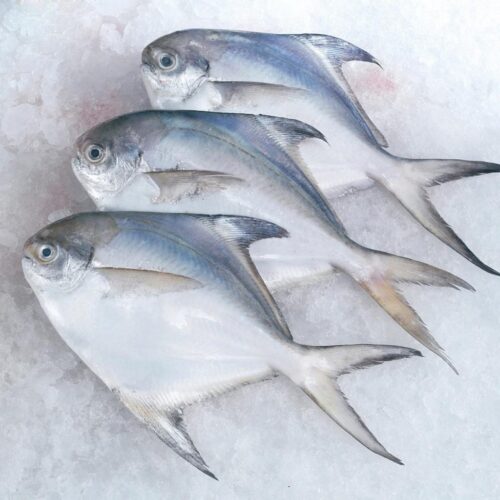 pamphlet fish(পমফ্রেট মাছ)