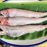 Fresh lote fish(লটে মাছ)