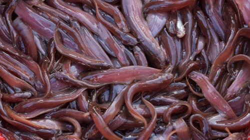 Desi singhi fish(দেশি সিঙ্গি মাছ)