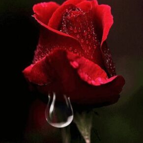 Rose Water For delicious Food Dishe